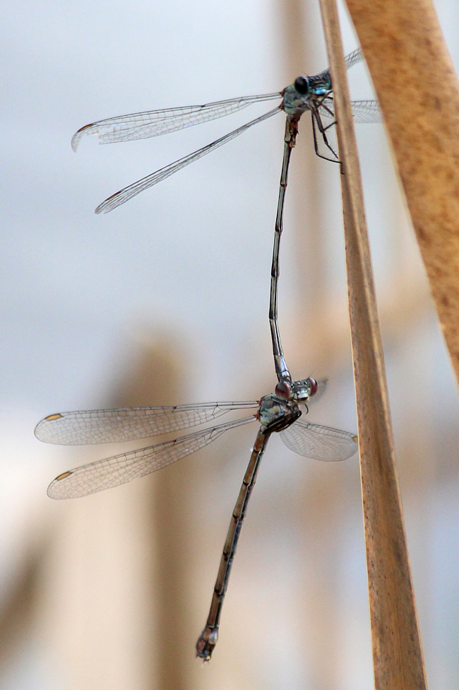 Lestes viridis Paar Beleg LB, D13 NSG Ulfewiesen Bei Weiterode (Gestalteterweiher ), 28.10.13, A. Werner