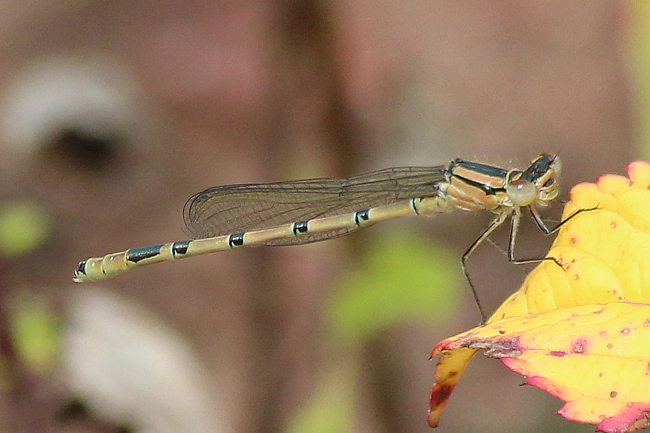 Enallagma cyathigerum ♂ jung, D10 NSG Alte Fulda bei Blankenheim, 12.07.12, A. Werner