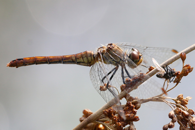 Sympetrum sanguineum ♀, D08 Breitenbach, Der Heilige Rain, 16.09.14, A. Werner