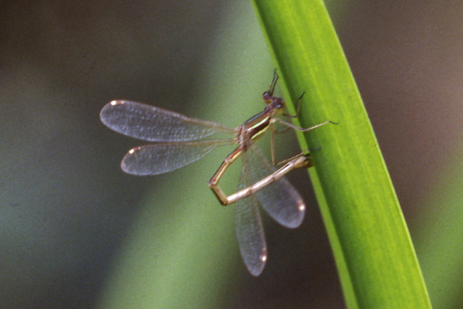 Lestes barbarus ♀ Eiablage, D01 Bebra, Stadt (Gartenteich), 1979, A. Werner