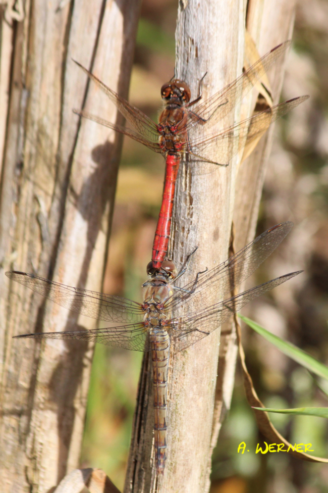 Sympetrum vulgatum Paar, D13 NSG Ulfewiesen bei Weiterode (gestalteter Weiher), 03.10.13, A. Werner