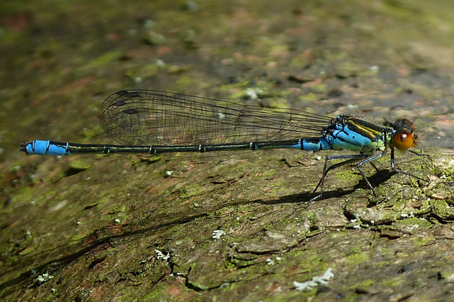 Erythromma viridulum ♂, I08.1 Bad Hersfeld, Stötzels Teich, 27.07.13, G. Koska