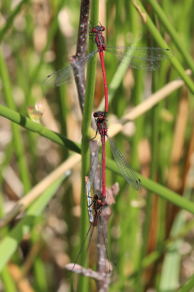 Pyrrhosoma nymphula Paar+♂, D14 NSG Unterm Siegel bei Bebra, 27.05.12, A. Werner