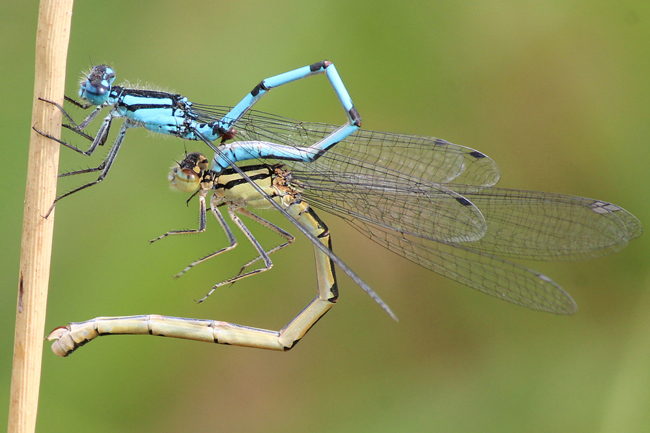 Enallagma cyathigerum Paar, ♀ blassgelb, D03.1 Bebra, Kiesgruben Nr. 1, 03.09.12, A. Werner