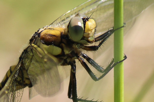 Orthetrum cancellatum ♀, D13 NSG Ulfewiesen bei Weiterode, 06.06.13-1, A. Werner