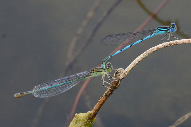 Erythromma lindenii, Paar, D26 Bebra, Kiesgruben Vor den Weiden Nr. 1, 04.08.14,  A. Werner