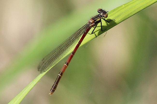 Pyrrhosoma nymphula ♀ jung, D23 Iba, Silzerbachtal (Kleingewässer), 22.05.12, A. Werner