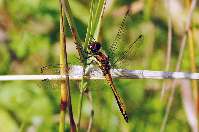 Sympetrum danae ♂ jung, K1,K01 Raboldshausen, Schnepfenwiese (gestaltetes anmooriges Kleingewässer), 25.07.14, H. Eigenbrod