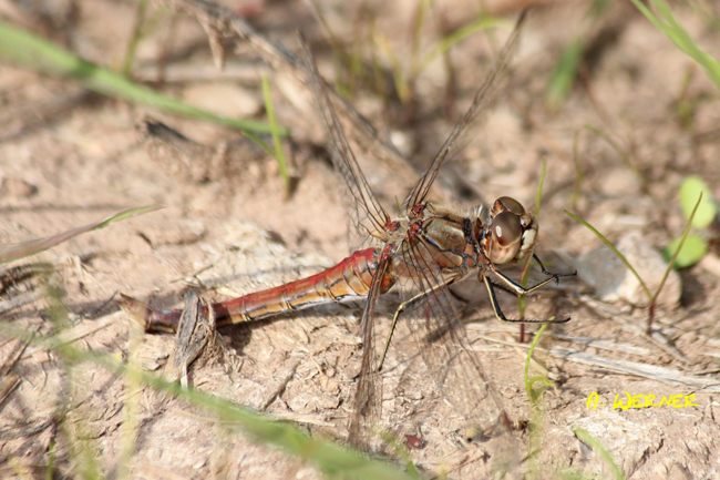 Sympetrum vulgatum ♀, B07 NSG Haselgrund (gestalteter Weiher), 04.10.13, A. Werner