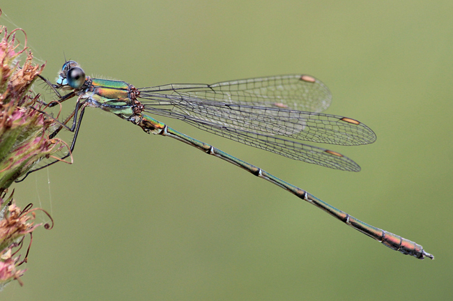 Lestes viridis ♂, D14 NSG Unterm Siegel bei Bebra (Flachgewässer), 17.09.11, A. Werner