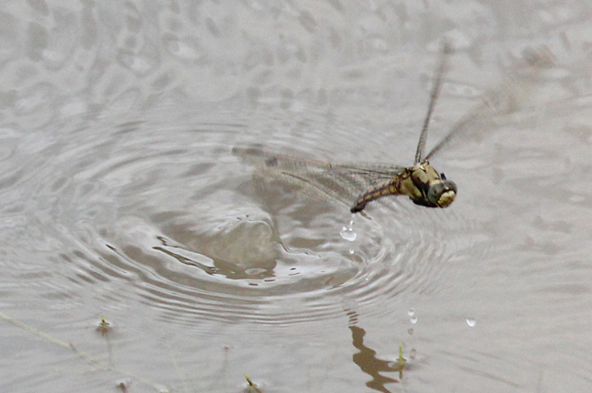 Orthetrum cancellatum ♀ bei der Eiablage, F06 Meckbach, Fuldasumpfwiesen, 15.07.12, A. Werner