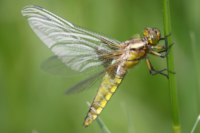 Libellula depressa ♀, F06 Meckbach, Fuldasumpfwiesen, 16.05.13, A. Werner