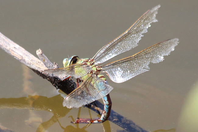 Anax imperator ♀ Eiablage, D03 Bebra, Kiesgruben Nr. 3, 06.08.13, A. Werner