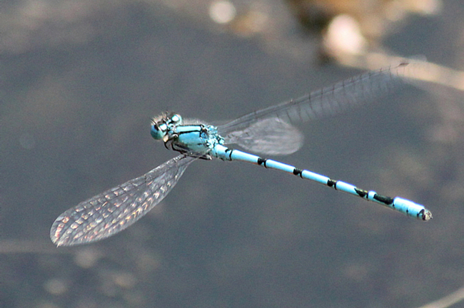 Enallagma cyathigerum ♂, D10 NSG Alte Fulda bei Blankenheim, 18.08.11, A. Werner