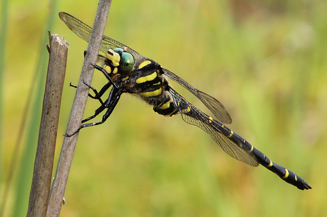 Cordulegaster boltonii ♂, O01 NSG Moor bei Wehrda, 03.08.11, A. Werner