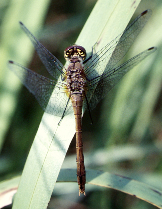 Sympetrum sanguineum ♀ ad., T02 Harnrode, Kleingewässer in der Werraaue, 30.08.87, M. Lesch