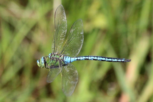 Anax imperator ♂, D05 Blankenheim Fuldaaue (Seitengerinne), 10.06.12-1 A. Werner