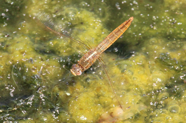 Crocothemis erythraea ♀ Eiablage, B05 Lispenhausen, Kiesgruben, 04.07.15-2, A. Werner