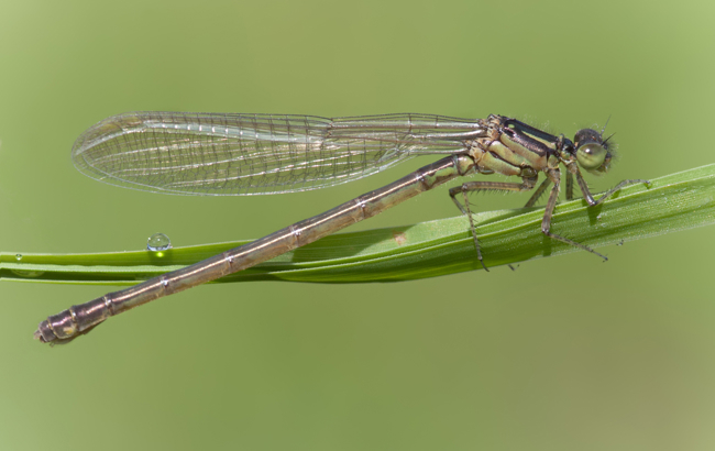 Erythromma najas ♀, unausgef. 09.05.12, M. Kreisel