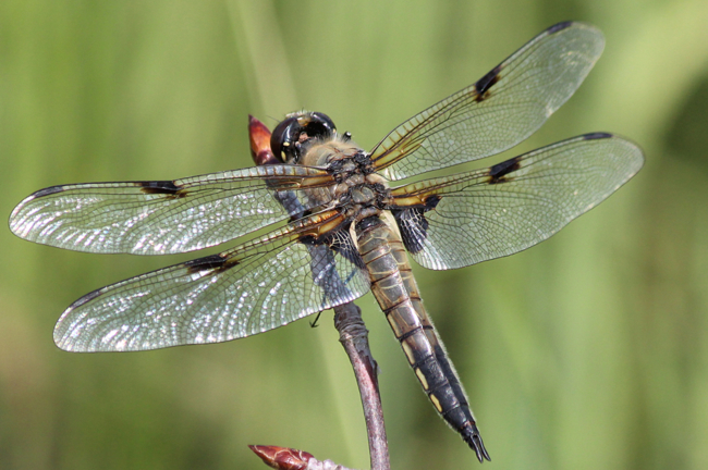 Libellula quadrimaculata ♂ , D17 Weiterode, ND Heiertal, 02.07.13 2, A. Werner