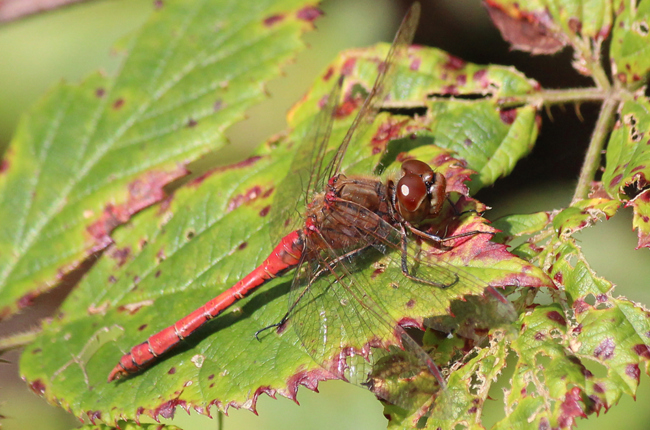 Sympetrum vulgatum ♂, B08 Rotenburg, Am Zellrichsgraben (gestaltetes Kleingewässer), 20.09.11-1, A. Werner