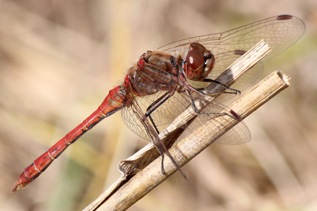 Sympetrum vulgatum ♂, D15.1 Blankenheim, Fuldaaue, 01.09.13, A. Werner