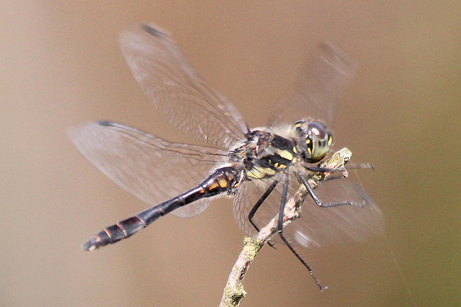 Sympetrum danae ♂, landet, O01 NSG Moor bei Wehrda, 22.08.13-2, A. Werner