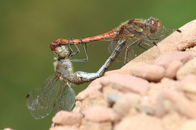 Sympetrum striolatum Paarung, F22 Meckbach, /gestaltete Kleingewässer), 30.09.14, A. Werner