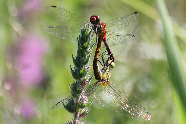 Sympetrum sanguineum Paar, F05 Meckbach, Die Nassen Wiesen (Quellsumpf), 22.07.13, A. Werner