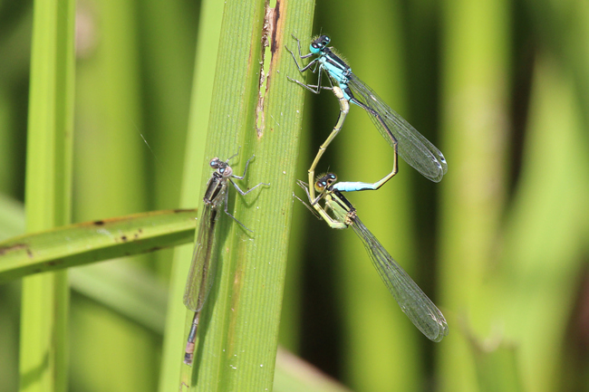 Ischnura elegans Paar, ♀ gelbgrün, D21 Lüdersdorf, Lehmbachtal (Fischteiche), 22.07.12, A. Werner