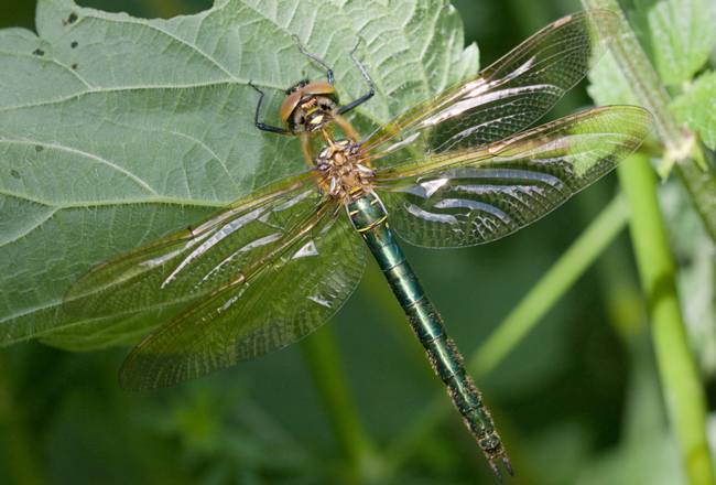 Somatochlora metallica ♀, B14 Rotenburg, Fuldaaue (Storchensee), M. Kreisel