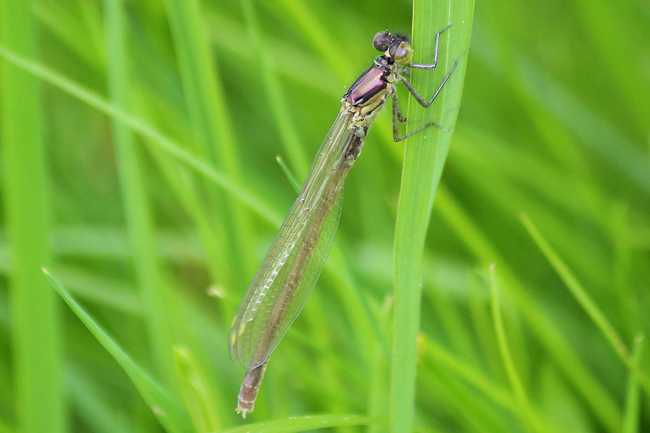 Erythromma najas ♂ jung, D26 Bebra, Kiesgruben Vor den Weiden Nr. 1 (ehemaliger Kiesabbau), 15.05.13, A. Werner (2) (1)