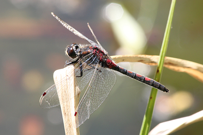 Leucorrhinia rubicunda ♂, B07 NSG Haselgrund bei Schwarzenhasel (gestalteter Weiher), 25.05.12, A. Werner