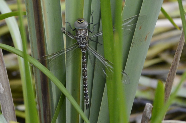 Aeshna juncea ♀, K01 Raboldshausen, Kleingewässer (Schnepfenwiese) 22.08.13, H. Glebe