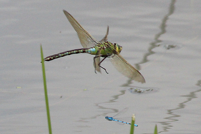 Anax imperator ♀, F06 Meckbach, Fuldasumpfwiesen, 22.07.12, 2 A. Werner