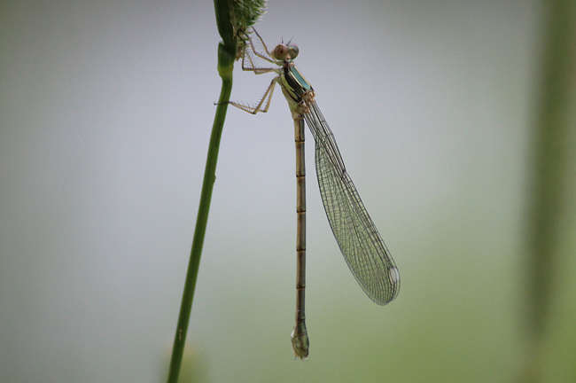 Lestes viridis ♀ jung, D10 NSG Alte Fulda bei Blankenheim, 02.07.12, A. Werner