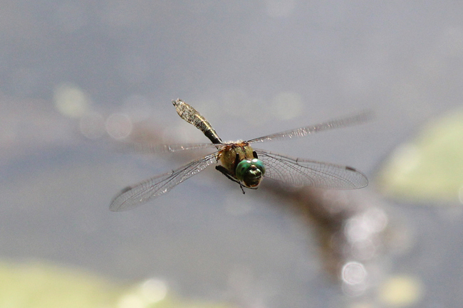 Cordulia aenea ♂, F08 Mecklar Altwasser (ND) 19.05.12-2, A. Werner