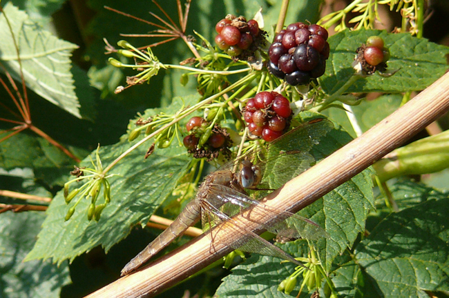 Crocothemis erythraea ♀, B03 Braach, Großer Kiessee, 25.07.10, G. Koska