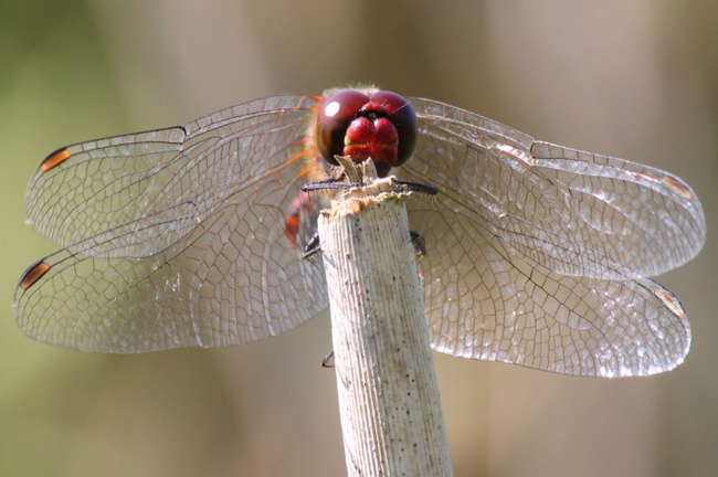 Sympetrum sanguineum ♂, NSG Ulfewiesen bei Weiterode (gestalteter Weiher), 01.09.11, A. Werner