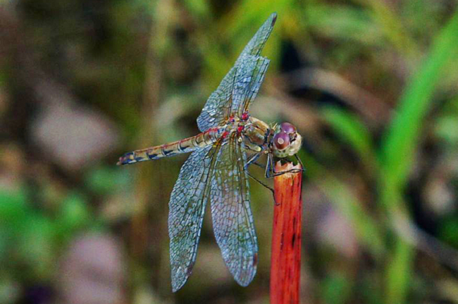 Sympetrum striolatum ♀, I02 Bad Hersfeld, Fuldaaue (Seitengerinne), 28.09.11, H. Eigenbrod