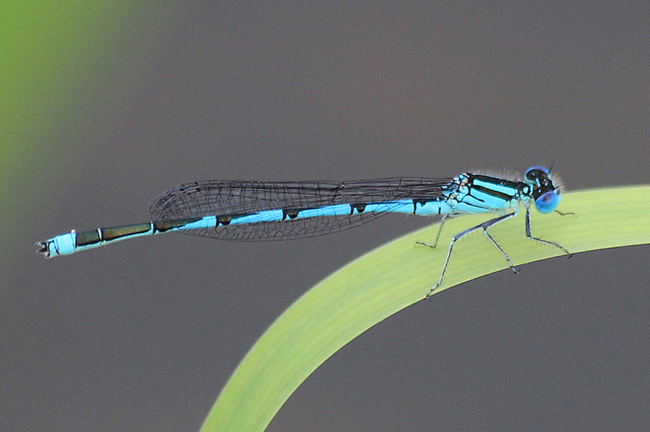 Erythromma lindenii ♂, D02 Bebra, Fuldaaue (gestaltete Kleingewässer), 29.07.12, A. Werner