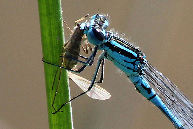 Coenagrion puella ♂ mit Beute, D10 NSG Alte Fulda bei Blankenheim (Flutmulde), 16.08.13, A. Werner