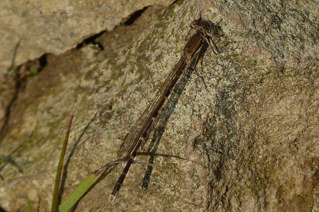 Sympecma fusca ♂ jung, H01 Friedewald, Steinbruchgewässer, 21.08.2014, G. Koska