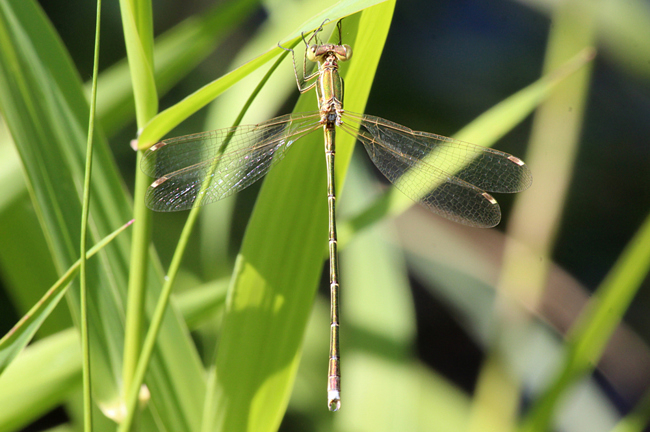 Lestes barbarus ♂, A06 Hergershausen, (gestaltetes Kleingewässer in ehemaliger Tongrube), 23.07.12, A. Werner