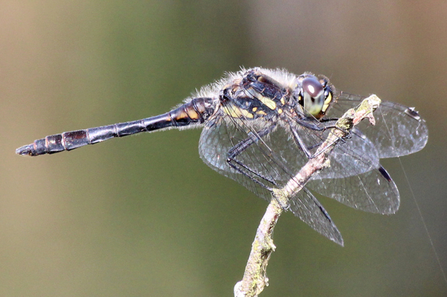 Sympetrum danae ♂, O01 NSG Moor Bei Wehrda, 22.08.13-3, A. Werner