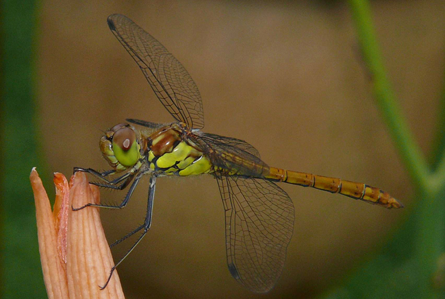 Sympetrum striolatum ♂ jung, I11 Bad Hersfeld, Stadt Friedhofsteich, 29.07.12, G. Koska