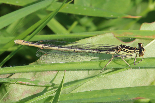 Platycnemis pennipes,♀, D21 Lüdersdorf, Lehmbachtal (Fischteiche), 08.09.14, A. Werner