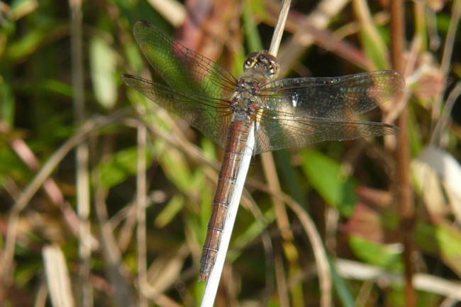 Sympetrum striolatum ♀, ad., B19 Braach, Fuldaaue (gestaltete Kleingewässer), 21.10.12, G. Koska