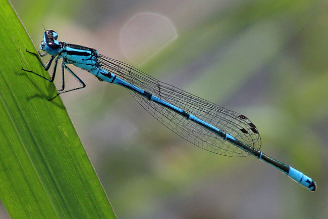 Coenagrion puella ♂, D05 Blankenheim, Fuldaaue (Seitengerinne), 06.08.11, A. Werner