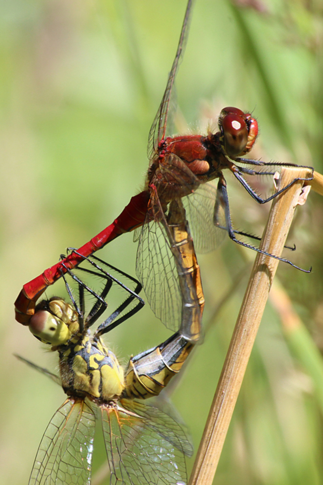 Sympetrum sanguineum Paar, A06 Hergershausen (gestaltete Kleingewässer in ehemaliger Tongrube), 23.07.12, A. Werner